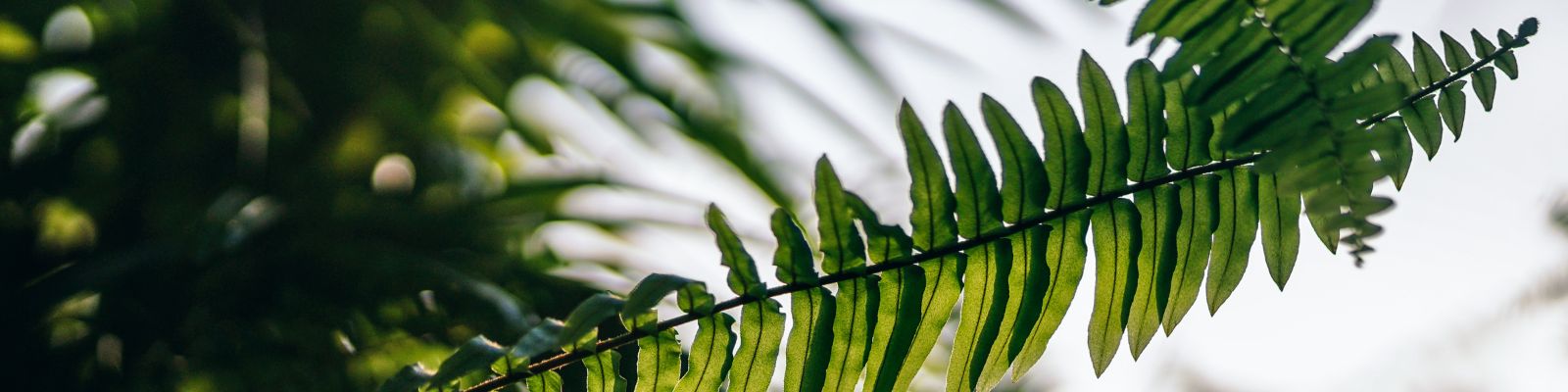 plantes vertes Masevaux-Niederbruck